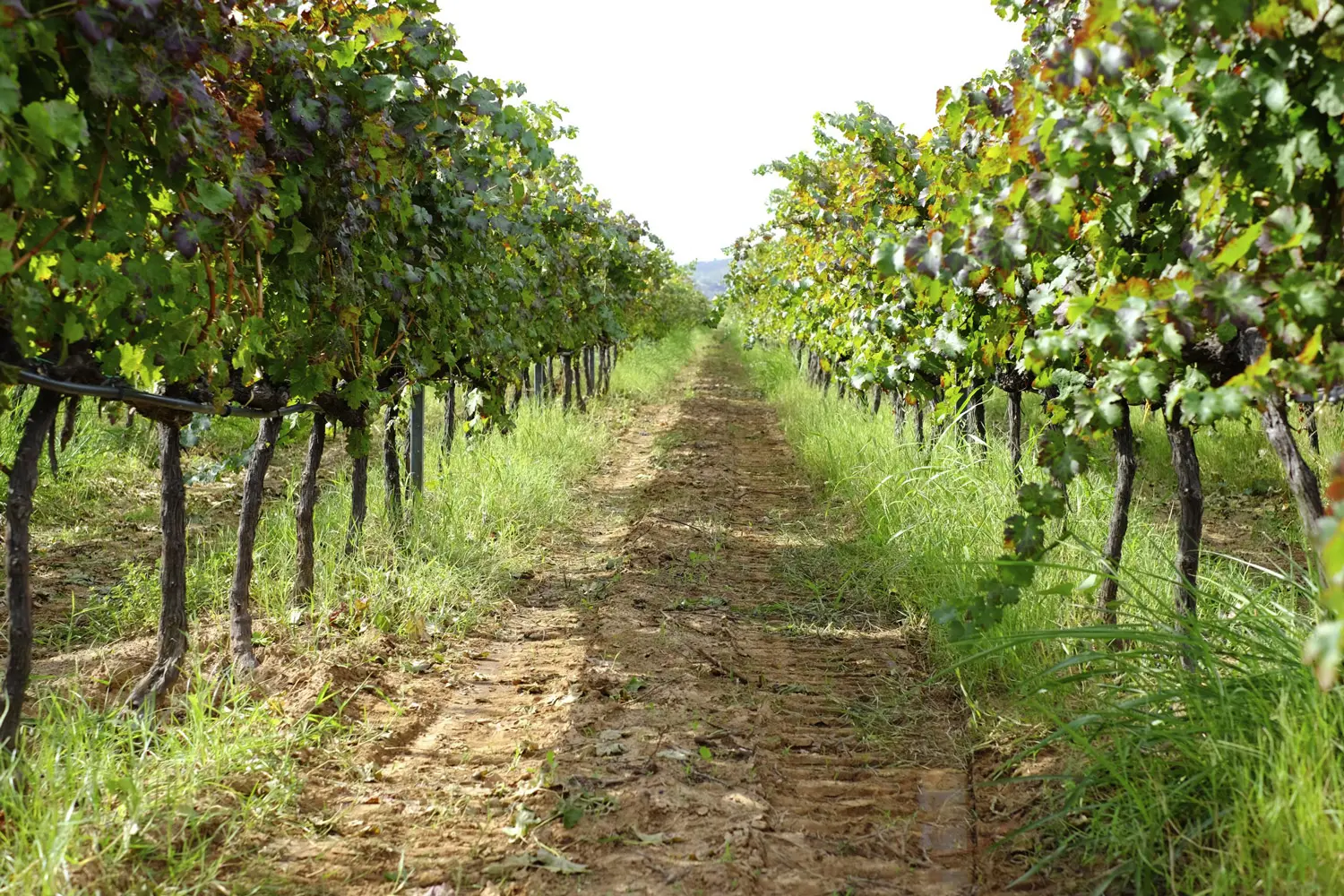 Vigneti Cantina Senatore
