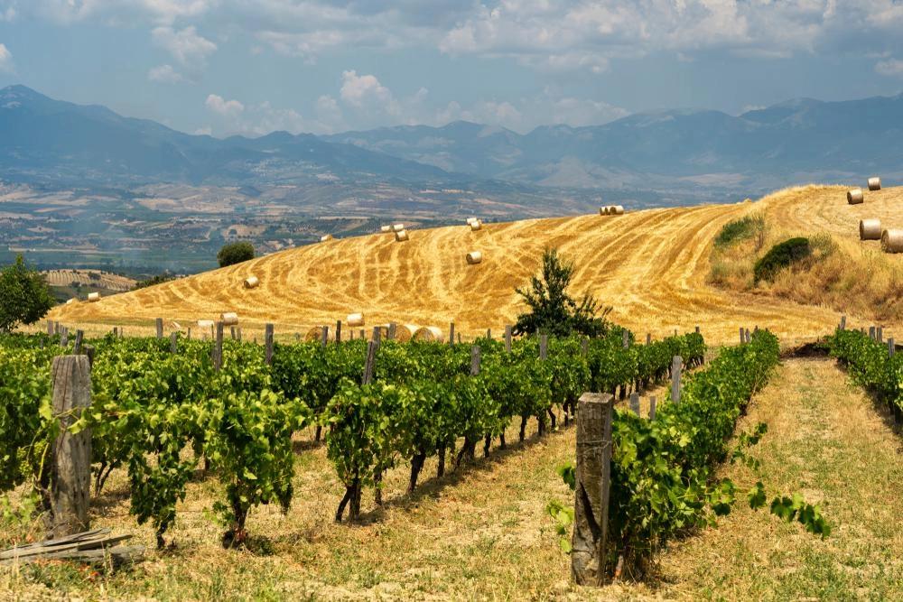 foto tenuta