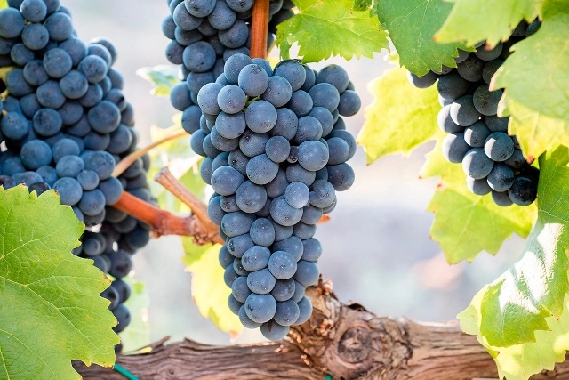 Vitigno Autoctono Calabrese Magliocco Cantina Spadafora
