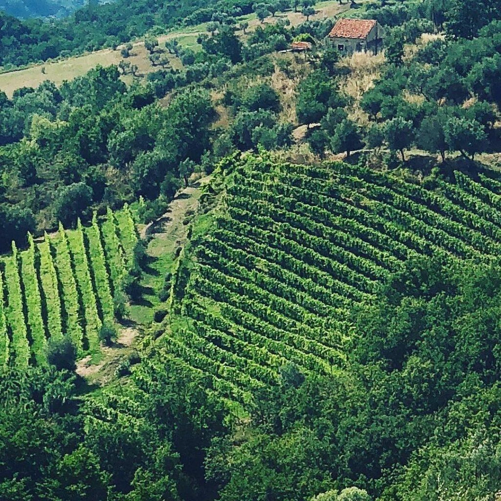 Vigna Tenuta del Travale Rovito