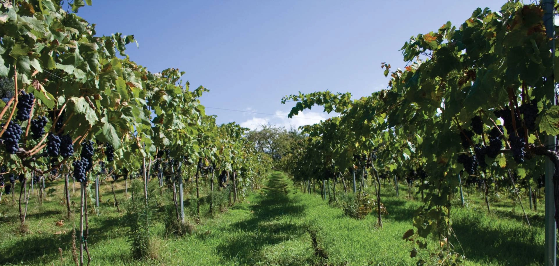 Vigneti Cantina 
Spadafora 