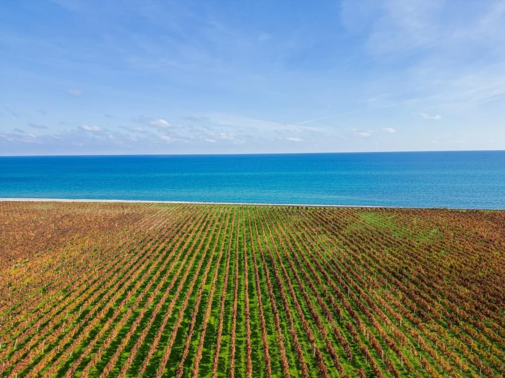 Tenuta iuzzolini dal 2005, vigneti Cirò Marina